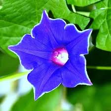 Image result for Ipomoea kituiensis