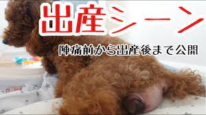 初 犬 動画 ❤️ Best adult photos at hentainudes.com