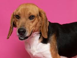 Kusa registered, microchipped, vaccinated and vet checked. Tri County Animal Shelter Charles County Md