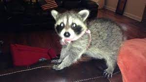 They are actually extraordinarily messy animals. Couple Upset After Pet Raccoon Confiscated Killed News Thepilot Com