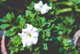 Maybe you would like to learn more about one of these? 10 Puja Flowers That Can Be Offered To God