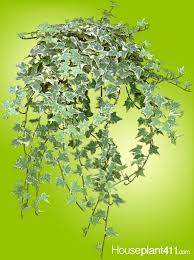 Variegated English Ivy Ivy Plants Small Artificial Plants Artificial Plants Outdoor
