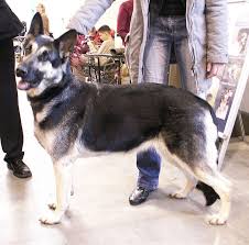 Maybe you would like to learn more about one of these? East European Shepherd Breed Information History Health Pictures And More