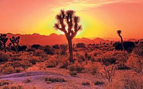 Image result for joshua tree national park