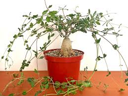 Image result for Fockea angustifolia