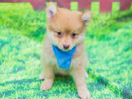 Maybe you would like to learn more about one of these? Visit Our Pomeranian Puppies For Sale Near Newton Kansas
