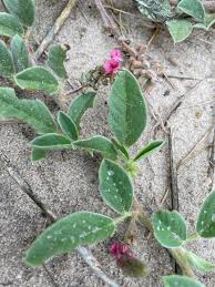 Image result for Indigofera flavicans