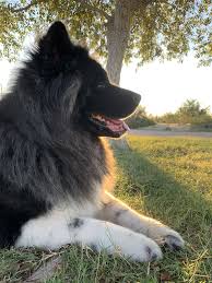 Long Haired Akita Akita Puppies American Akita Akita Dog