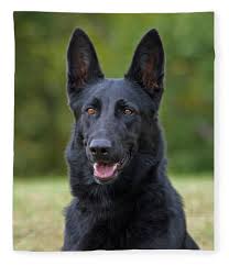If you like one or more of our german shepherd puppies for sale above, feel free to visit their profile pages. Black German Shepherd Dog Fleece Blanket For Sale By Sandy Keeton
