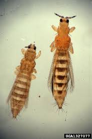 Image result for Onion Thrips