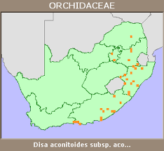 Image result for Disa aconitoides