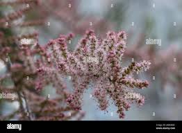 Image result for Strombosiopsis tetrandra