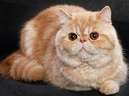 Kucing bengal atau bengal cat dikatakan dijual dengan harga yang tinggi di malaysia. Mengapa Si Comel Tak Masuk Akal Ini Sentiasa Jadi Pilihan Peminat Skop Rojak Daily