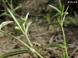 Image result for Oldenlandia capensis
