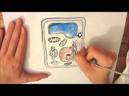 We did not find results for: A Plant Cell Drawing Youtube