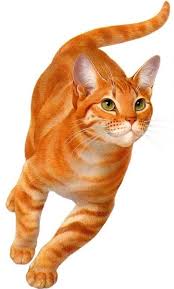 Etoile De Feu Illustration De Chat Jolis Chats Peinture De Chat