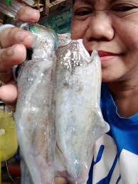 Fresh squids from the sea