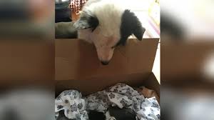 When This Rescue Dog Peered Inside A Box His Natural Instincts Immediat Rescue Dogs Dogs Natural Instinct