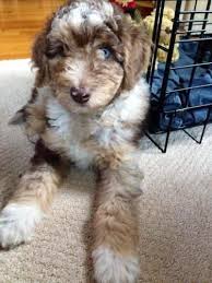 Australian shepherd siberian husky (aussie siberian). Australian Shepherd Training Aussiedoodle Puppies Dog Training Dog Training Obedience