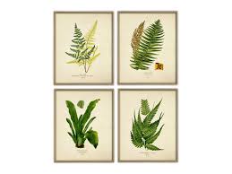 Vintage ferns print set no. Fern Wall Print Kitchen Decor Vintage Botanical Illustration Botanical Illustration Botanical Print Of Ferns Fern Leaf Print Wall Art Prints Art Collectibles Seasonalliving Com