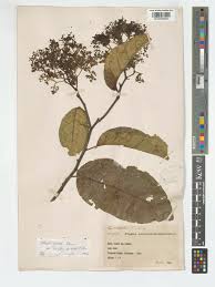 Image result for Ehretia cymosa