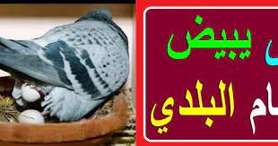 بعد أن يصبح في رصديك الحد الأدنى منالأموال وهو 100 دولار، ويتم تحويل الأموال. Ù…ØªÙ‰ ÙŠØ¨ÙŠØ¶ Ø§Ù„Ø­Ù…Ø§Ù… Ø§Ù„Ø¨Ù„Ø¯ÙŠ
