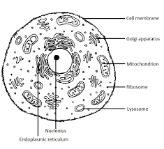 The animal cell coloring worksheet has been used with freshman biology for years as a supplemental way to learn the parts of the cell. El 0769 Labeled Animal Cell Diagram Black White Download Diagram