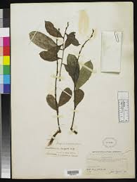 Image result for Schlechterina mitostemmatoides