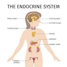 The Human Endocrine System Constitutes The Various Endocrine Glands And Hormones Secreted By Them This Article Endocrine System Adrenal Health Adrenal Fatigue
