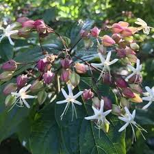 Image result for Lippia woodii