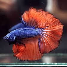 Download 1,295 betta orange stock photos for free or amazingly low rates! Betta Fish Betta Fish Ideas Bettafish Fishbetta Live Betta Fish Super Blue Orange Rosetail Hm Male 772 32 00 End Date Friday Betta Betta Fish Fish