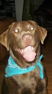 The red fox lab is similar in temperament to that of any colored labrador; Fox Red Lab Puppies For Sale Canada The Y Guide