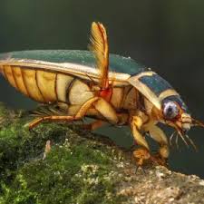 Image result for Dyschoriste multicaulis