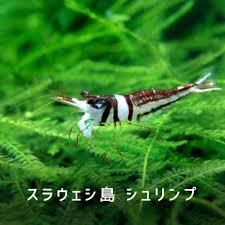 AQUALASSIC（アクアラシック）