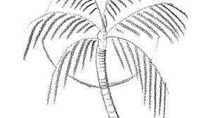 Having a pair of objects helps us to build a nice, visually appealing composition. How To Draw Palm Trees In Front Of The Sun Drawing Lesson How To Draw Step By Step Drawing Tutorials