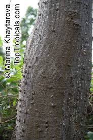 Image result for Erythrina abyssinica × lysistemon