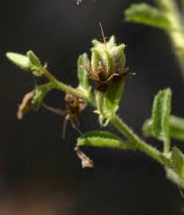 Image result for Hermannia glanduligera