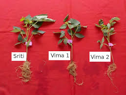 Tanaman kacang hijau yang disiram dengan air beras pertumbuhannya lebih cepat dibandingkan dengan tanaman kacang hijau yang disiram bahwa gula dapat berperan sebagai isyarat pengatur yang mengontrol ekspresi beberapa gen yang terlibat dalam berbagai proses siklus hidup tumbuhan. Respons Tanaman Kacang Hijau Terhadap Cekaman Genangan Balitkabi