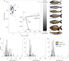 Full nutritional breakdown of the calories in fish tacos based on the calories and nutrition in each ingredient, including cod (fish), extra light olive oil, corn tortillas calories per ingredient. Substitution Of Inland Fisheries With Aquaculture And Chicken Undermines Human Nutrition In The Peruvian Amazon Nature Food