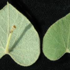 Image result for Cissampelos mucronata