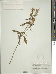 Image result for Hygrophila uliginosa