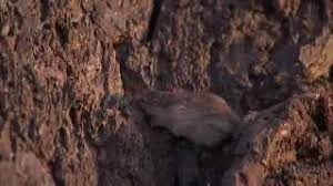 Answer the following questions to show the two different meanings of fitness. Natural Selection And The Rock Pocket Mouse Hhmi Biointeractive Video Youtube