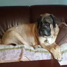 Wa Waaa Whadda Ya Mean Ur Goin Bahbye English Mastiff Mastiffs Dogs