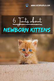 6 Facts About Newborn Kittens Newborn Kittens Cats Cat Gifts