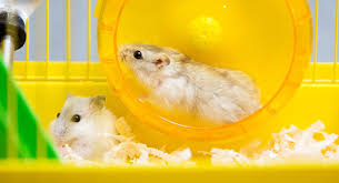 Dwarf hamsters make wonderful pets. Can Hamsters Live Together Can Two Hamsters Share A Cage