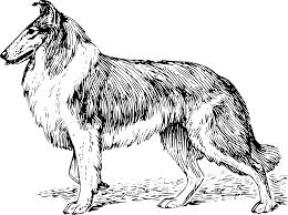Retro cartoon style drawing of head of a bearded collie , a domestic dog or canine breed on isolated white. Black And White Drawing Of Collie Free Image Download