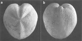 Image result for Micractis