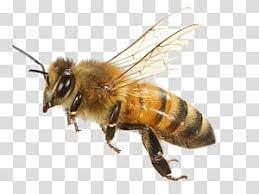 Western Honey Bee Insect Keeping Bees Bumblebee Bee Transparent Background Png Clipart Bee Silhouette Honey Bee Cartoon Honey Illustration