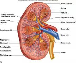 Anatomy Of The Kidney Human Kidney Kidney Anatomy Human Anatomy And Physiology