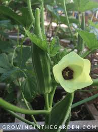 We did not find results for: How To Grow Okra Growing In The Garden